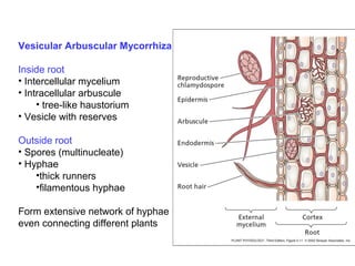 Vesicular Arbuscular Mycorrhiza
Inside root
• Intercellular mycelium
• Intracellular arbuscule
• tree-like haustorium
• Vesicle with reserves
Outside root
• Spores (multinucleate)
• Hyphae
•thick runners
•filamentous hyphae
Form extensive network of hyphae
even connecting different plants

 