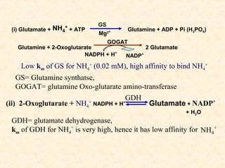GS

+
(i) Glutamate + NH4 + ATP

Glutamine + ADP + Pi (H3PO4)

Mg2+

GOGAT

Glutamine + 2-Oxoglutarate
NADPH + H+

2 Glutamate

NADP+

Low km of GS for NH4+ (0.02 mM), high affinity to bind NH4+
GS= Glutamine synthatse,
GOGAT= glutamine Oxo-glutarate amino-transferase
(ii) 2-Oxoglutarate + NH4

+

NADPH + H

GDH

+

Glutamate + NADP+
+ H 2O

GDH= glutamate dehydrogenase,
km of GDH for NH4+ is very high, hence it has low affinity for NH4+

 