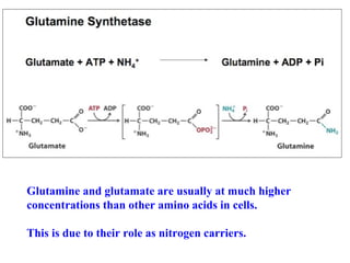 Glutamine and glutamate are usually at much higher
concentrations than other amino acids in cells.
This is due to their role as nitrogen carriers.

 