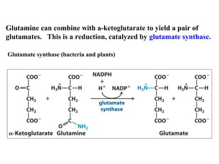 Glutamine can combine with a-ketoglutarate to yield a pair of
glutamates. This is a reduction, catalyzed by glutamate synthase.
Glutamate synthase (bacteria and plants)

 
