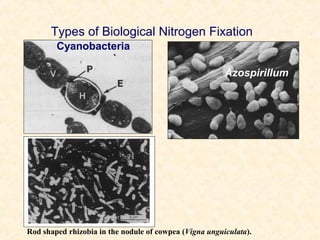 Types of Biological Nitrogen Fixation
Cyanobacteria
Azospirillum

Rod shaped rhizobia in the nodule of cowpea (Vigna unguiculata).

 