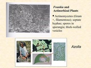 Frankia and
Actinorhizal Plants
Actinomycetes

(Gram
+, filamentous); septate
hyphae; spores in
sporangia; thick-walled
vesicles

Azolla

 