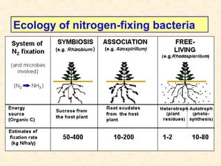 Ecology of nitrogen-fixing bacteria

 