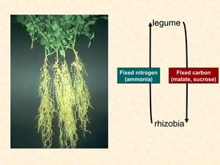 legume

Fixed nitrogen
(ammonia)

Fixed carbon
(malate, sucrose)

rhizobia

 