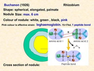 Buchanon (1926)
Shape: spherical, elongated, palmate
Nodule Size: max. 6 cm

Rhizobium

Colour of nodule: white, green , black, pink
Pink colour is effective strain: leghaemoglobin. 15-17kd, 1 peptide bond
epiderm
cortex
Meristem
Central zone having
bacteriods
Vascular bundle

Cross section of nodule:

 