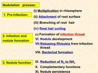 Nodulation process:
(i) Multiplication in rhizosphere
1. Pre-infection:

(ii) Attachment of root surface
(iii) Branching of root hair
(iv) Root hair curling

2. Infection and
nodule formation

3. Nodule function

(v) Formation

of infection thread
VI. Nodule development
VII.Releasing Rhizobia from Infection
thread
VIII. Bacteriod formation
IX. Reduction of N2 to NH3
X. Complementary functions
XI. Nodule persistence

 