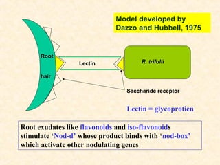 Model developed by
Dazzo and Hubbell, 1975

Root
Lectin

R. trifolii

hair
Saccharide receptor

Lectin = glycoprotien
Root exudates like flavonoids and iso-flavonoids
stimulate ‘Nod-d’ whose product binds with ‘nod-box’
which activate other nodulating genes

 