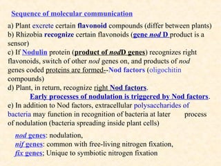 Sequence of molecular communication
a) Plant excrete certain flavonoid compounds (differ between plants)
b) Rhizobia recognize certain flavonoids (gene nod D product is a
sensor)
c) If Nodulin protein (product of nodD genes) recognizes right
flavonoids, switch of other nod genes on, and products of nod
genes coded proteins are formed--Nod factors (oligochitin
compounds)
d) Plant, in return, recognize right Nod factors.
Early processes of nodulation is triggered by Nod factors.
e) In addition to Nod factors, extracellular polysaccharides of
bacteria may function in recognition of bacteria at later
process
of nodulation (bacteria spreading inside plant cells)
nod genes: nodulation,
nif genes: common with free-living nitrogen fixation,
fix genes; Unique to symbiotic nitrogen fixation

 