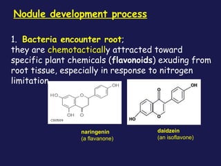 Nodule development process
1. Bacteria encounter root;
they are chemotactically attracted toward
specific plant chemicals (flavonoids) exuding from
root tissue, especially in response to nitrogen
limitation

naringenin
(a flavanone)

daidzein
(an isoflavone)

 