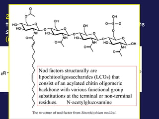 2. Bacteria attracted to the root attach
themselves to the root hair surface and secrete
specific oligosaccharide signal molecules
(nod factors).

Nod factors structurally are
lipochitooligosaccharides (LCOs) that
consist of an acylated chitin oligomeric
backbone with various functional group
nodsubstitutions at the terminal or non-terminal
factor
residues.
N-acetylglucosamine

 