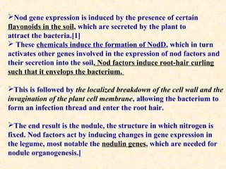 Nod gene expression is induced by the presence of certain
flavonoids in the soil, which are secreted by the plant to
attract the bacteria.[1]
 These chemicals induce the formation of NodD, which in turn
activates other genes involved in the expression of nod factors and
their secretion into the soil. Nod factors induce root-hair curling
such that it envelops the bacterium.
This is followed by the localized breakdown of the cell wall and the
invagination of the plant cell membrane, allowing the bacterium to
form an infection thread and enter the root hair.
The end result is the nodule, the structure in which nitrogen is
fixed. Nod factors act by inducing changes in gene expression in
the legume, most notable the nodulin genes, which are needed for
nodule organogenesis.[

 