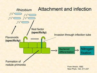 Rhizobium

Attachment and infection

Nod factor
(specificity)
Flavonoids
(specificity)

Invasion through infection tube

Bacteroid
differentiation

Formation of
nodule primordia

Nitrogen
fixation

From Hirsch, 1992.
New Phyto. 122, 211-237

 