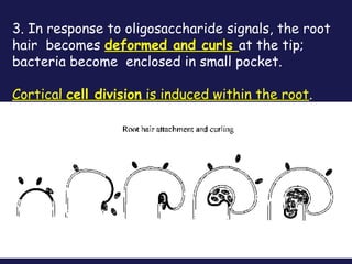 3. In response to oligosaccharide signals, the root
hair becomes deformed and curls at the tip;
bacteria become enclosed in small pocket.
Cortical cell division is induced within the root.

 