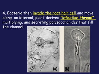4. Bacteria then invade the root hair cell and move
along an internal, plant-derived “infection thread”,
multiplying, and secreting polysaccharides that fill
the channel.

 