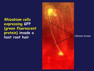 Rhizobium cells
expressing GFP
(green fluorescent
protein) invade a
host root hair

infection thread

 