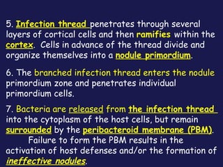 5. Infection thread penetrates through several
layers of cortical cells and then ramifies within the
cortex. Cells in advance of the thread divide and
organize themselves into a nodule primordium.
6. The branched infection thread enters the nodule
primordium zone and penetrates individual
primordium cells.
7. Bacteria are released from the infection thread
into the cytoplasm of the host cells, but remain
surrounded by the peribacteroid membrane (PBM).
Failure to form the PBM results in the
activation of host defenses and/or the formation of
ineffective nodules.

 