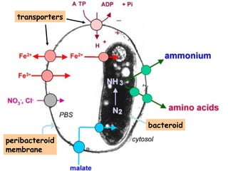 transporters

bacteroid
peribacteroid
membrane

 