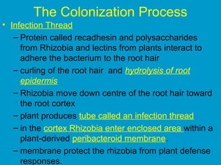 The Colonization Process
• Infection Thread
– Protein called recadhesin and polysaccharides
from Rhizobia and lectins from plants interact to
adhere the bacterium to the root hair
– curling of the root hair and hydrolysis of root
epidermis
– Rhizobia move down centre of the root hair toward
the root cortex
– plant produces tube called an infection thread
– in the cortex Rhizobia enter enclosed area within a
plant-derived peribacteroid membrane.
– membrane protect the rhizobia from plant defense
responses.

 