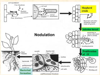 Shepherd
crook

Infection thread

Nodulation

Proliferation
of IT

Bacteriod
formation

 
