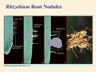 Rhizobium Root Nodules

 