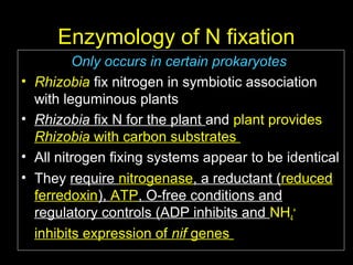 Enzymology of N fixation
•
•
•
•

Only occurs in certain prokaryotes
Rhizobia fix nitrogen in symbiotic association
with leguminous plants
Rhizobia fix N for the plant and plant provides
Rhizobia with carbon substrates
All nitrogen fixing systems appear to be identical
They require nitrogenase, a reductant (reduced
ferredoxin), ATP, O-free conditions and
regulatory controls (ADP inhibits and NH4+
inhibits expression of nif genes

 