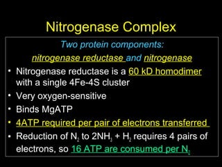 Nitrogenase Complex
•
•
•
•
•

Two protein components:
nitrogenase reductase and nitrogenase
Nitrogenase reductase is a 60 kD homodimer
with a single 4Fe-4S cluster
Very oxygen-sensitive
Binds MgATP
4ATP required per pair of electrons transferred
Reduction of N2 to 2NH3 + H2 requires 4 pairs of
electrons, so 16 ATP are consumed per N2

 