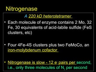 Nitrogenase
A 220 kD heterotetramer
• Each molecule of enzyme contains 2 Mo, 32
Fe, 30 equivalents of acid-labile sulfide (FeS
clusters, etc)
• Four 4Fe-4S clusters plus two FeMoCo, an
iron-molybdenum cofactor
• Nitrogenase is slow - 12 e- pairs per second,
i.e., only three molecules of N2 per second

 