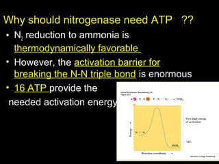 Why should nitrogenase need ATP ??
• N2 reduction to ammonia is
thermodynamically favorable
• However, the activation barrier for
breaking the N-N triple bond is enormous
• 16 ATP provide the
needed activation energy

 