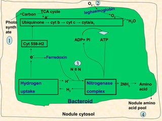 O2

Carbon
Photo
synth
ate

1

2

l obi n
haemog
leg
O2

TCA cycle

e-

H2O

Ubiquinone → cyt b → cyt c → cyta/a3

ADP+ Pi

Cyt 559-H2

e-

ATP

Ferredoxin

3
N≡N

Hydrogen
uptake

H+
H2

Nitrogenase
complex

Bacteroid
Nodule cytosol

2NH3

Amino
acid

Nodule amino
acid pool

4

 