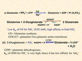 (i) Glutamate +

NH4+ + ATP

GS
Mg

2+

Glutamine + 2-Oxoglutarate

Glutamine + ADP + Pi (H3PO4)
GOGAT

NADPH + H+

2 Glutamate
NADP+

Low km of GS for NH4+ (0.02 mM), high affinity to bind NH4+
GS= Glutamine synthatse,
GOGAT= glutamine Oxo-glutarate amino-transferase
GDH
(ii) 2-Oxoglutarate + NH4+ NADPH + H+
Glutamate + NADP+
+ H2 O
GDH= glutamate dehydrogenase,
km of GDH for NH4+ is very high, hence it has low affinity for NH4+

 