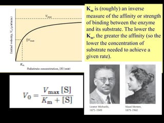 Km is (roughly) an inverse
measure of the affinity or strength
of binding between the enzyme
and its substrate. The lower the
Km, the greater the affinity (so the
lower the concentration of
substrate needed to achieve a
given rate).

 