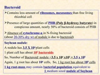 Bacteroid
Contains less amount of ribosomes, mesosomes than free living
rhizobial cell
Presence of large quantities of PHB (Poly β-hydroxy butyrate) in
conspicous amount, nearly 50% of bacteroid consists of PHB
Absence of cytochrome-a in N-fixing bacteroid
(about 20-30% dry wt of nodule is due to bacteroid)
Soybean nodule:
A nodule has 3.5 X 104 plant cells
1 plant cell has about 105 bacteroids
So, Number of Bacteroid/ nodule =3.5 x 104 x105 = 3.5 x 109
Again, 1 g root has about 106 cells, So, 1 kg root has about 109 cells
1 kg root-mass may contain bacterial population equivalent to
1 medium sized nodule of Soybean

 