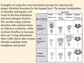 Examples of using the cross-inoculation groups for selecting the
proper rhizobial inoculant for the legume host. The proper combination
of rhizobia and legume will
result in the best nodulation
and most nitrogen fixation.
We see that using soybean
rhizobia with soybean forms
an effective symbiosis, while
soybean rhizobia on leucaena
does not. Using information
from Table shows that cowpea
rhizobia nodulates both
mungbean and peanut.

 