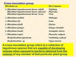 Cross-inoculation group:
Rhizobium sp.

Host Legumes

1. Rhizobium leguminosarum biovar. trifolii
Rhizobium leguminosarum biovar. phaseoli
Rhizobium leguminosarum biovar. viceae

Trifolium
Phaseolus
Vicia

2. Rhizobium meliloti

Medicago

3. Rhizobium loti

Lotus

4. Rhizobium friedii

Glycine

5. Rhizobium galegae

Galega orientalis

6. Rhizobium huakii

Astragalus sinicus

7. Rhizobium tropici

Phaseolus vulgaris

Bradyrhizobium japonicum

Nodulating soybean

Bradyrhizobium sp.

Vigna sinensis

A cross inoculation group refers to a collection of
leguminous species that are capable of developing
nodules when exposed to bacteria obtained from the
nodules of any member of that particular plant group

 