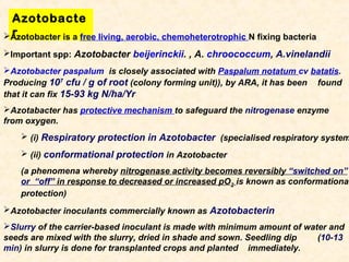 Azotobacte
r
Azotobacter is a free living, aerobic, chemoheterotrophic N fixing bacteria
Important spp: Azotobacter beijerinckii. , A. chroococcum, A.vinelandii
Azotobacter paspalum is closely associated with Paspalum notatum cv batatis.
Producing 107 cfu / g of root (colony forming unit)), by ARA, it has been found
that it can fix 15-93 kg N/ha/Yr
Azotabacter has protective mechanism to safeguard the nitrogenase enzyme
from oxygen.

 (i) Respiratory protection in Azotobacter (specialised respiratory system
 (ii) conformational protection in Azotobacter

(a phenomena whereby nitrogenase activity becomes reversibly “switched on”
or “off” in response to decreased or increased pO2 is known as conformational
protection)
Azotobacter inoculants commercially known as Azotobacterin
Slurry of the carrier-based inoculant is made with minimum amount of water and
seeds are mixed with the slurry, dried in shade and sown. Seedling dip
(10-13
min) in slurry is done for transplanted crops and planted immediately.

 