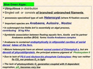 Blue Green Algae:

Ubiquitious in distribution
Singled cell or consists of branched/ unbranched filaments
 possesses specialised type of cell- Heterocyst (where N fixation occurs)
 Important species are Anabaena,

Aulosira , Nostoc

In submerged rice fields bnf is essentially an algal process,
contributing 30 kg N/ha
Symbiotic association between floating aquatic fern, Azolla and its partner
Anabaena azollae (BGA) forms Azolla-Anabaena complex
Anabaena is contained endophytically in ellipsoidal cavities of aerial

dorsal lobes of the fern.
Mature heterocysts have an almost normal content of Chlorophyll a, but are
devoid of phycobiliprotein, the principal antenna pigment of Photosystem II
Due to lack of PS-II and ribulose-bis phosphate Carboxylase; they can neither
fix CO2 nor produce O2 in light
The lack of photosynthetic O2 generation coupled with H dependent
respiration, pO2 becomes very low

 