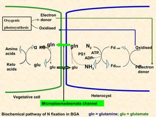 Electron
donor

Oxygenic
photosynthesis

Amino
acids
Keto
acids

Oxidised

α

pdt. gln
KG

gln

N2

Fd red

Oxidised

FdOxid

pdt.
Electron
donor

PS1 ATP
ADP

glu

glu

glu

NH3

Heterocyst

Vegetative cell

Microplasmadesmata channel
Biochemical pathway of N fixation in BGA

gln = glutamine; glu = glutamate

 