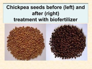 Chickpea seeds before (left) and
after (right)
treatment with biofertilizer

 