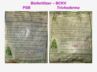 Biofertilizer – BCKV
PSB
Trichoderma

 