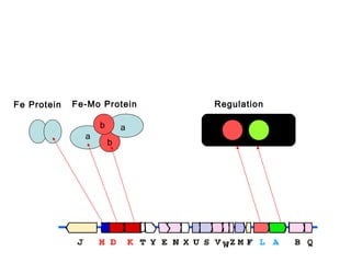Fe Protein

Fe-Mo Protein
a

b

a
b

Regulation

 