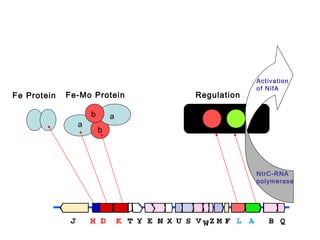 Fe Protein

Fe-Mo Protein
a

b

Regulation

Activation
of NifA

a
b

NtrC-RNA
polymerase

 