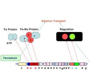 Electron Transport
Fe Protein

Fe-Mo Protein
a

ATP

Ferredoxin

b

a
b

Regulation

 