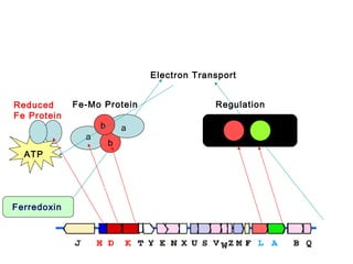 Electron Transport
Reduced
Fe Protein

Fe-Mo Protein
a

ATP

Ferredoxin

b

a
b

Regulation

 