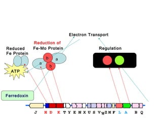 Electron Transport
Reduced
Fe Protein

Reduction of
Fe-Mo Protein
a

ATP

Ferredoxin

b

a
b

Regulation

 