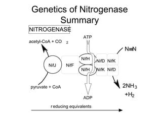Genetics of Nitrogenase
Summary
NITROGENASE
acetyl-CoA + CO

ATP
2

N≡N
NifH
NifJ

NifF

NifH

pyruvate + CoA
ADP
r educing equivalents

NifD NifK
NifK NifD

2NH 3
+H2

 