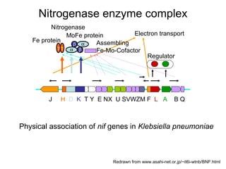 Nitrogenase enzyme complex
Nitrogenase
Electron transport
MoFe protein
Fe protein
Assembling
β α
γγ α β
Fe-Mo-Cofactor
Regulator

J

H D K T Y E NX U SVWZM F L A

BQ

Physical association of nif genes in Klebsiella pneumoniae

Redrawn from www.asahi-net.or.jp/~it6i-wtnb/BNF.html

 
