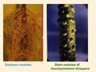 Soybean nodules

Stem nodules of
Aeschynomene afraspera

 