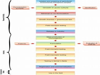 Biofertilizers ppt | PPTX