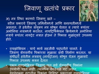 ल्जवाणू खतांचे प्रकार
अ) नत्र ल्स्िर करणारे ल्जवाणू खते –
वरील प्रकारचे ल्जवाणू जममनीमध्ये आणण वनस्ितींमध्ये
असतात. ते हवेतील वायुरूि नत्र िोषून घेतात व त्याचे रूिांतर
अमोननया नत्रामध्ये करतात. नायद्रिकफक
े िन कियेमध्ये अमोननया
नत्राचे रूिांतर नायिेट नत्रात होऊन ते पिकास मुळांद्वारे उिलब्ध
होते.
• रायझोबियम : याचे कायव सहजीवी िद्धतीने चालते. हे
ल्जवाणू िेंगवगीय पिकांच्या मुळावर ग्रंिी ननमावण करतात. या
ग्रंिीद्रारे हवेतील नत्रवायू (नायिोजन) िोषून घेऊन मुळावाटे
पिकास उिलब्ध करून देतात
• एकच रायझोबियम ल्जवाणू खत सवव िेंगवगीय पिकांना
उियोगी िडत नाही. त्यामध्ये वेगवेगळे गट आहेत.
 