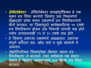 • अँसीटोबॅक्टि : ॲमसटोिॅक्टर डायझोिॉकफक्स हे एक
मुक्त नत्र ल्स्िर करणारे ल्जवाणू ऊस पिकामध्ये
मुळाद्वारे प्रवेि करून उसामध्ये नत्र ल्स्िरीकरणाचे
कायव करतात. या ल्जवाणूद्रारे कायवक्षमरीत्या ५० टक्क
े
नत्र ल्स्िरीकरण होऊन ऊस पिकाची चांगली वाढ होते
तसेच उत्िादनातही १५ ते २० टक्क
े वाढ होते.
• हे ल्जवाणू उसाच्या रसामध्ये आढळतात. उसाच्या
संिूणव िरीरात उदा. खोड, िाने व मुळे यांमध्ये ते
असतात.
• ॲझोल्स्िरीलम ल्जवाणूिेक्षा तीनिट जास्त नत्र
ल्स्िरीकरण ते करतात. एका वषावमध्ये एक हेक्टर
क्षेत्रात हे ल्जवाणू साधारणिणे २०० ककलो नत्र ल्स्िर
करतात.
 